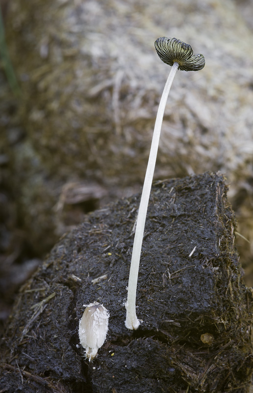 Coprinopsis bicornis